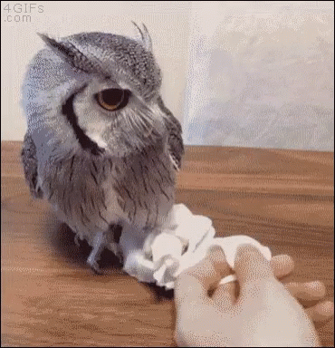 Buenas Noches Buho 370 X 384 Gif GIF