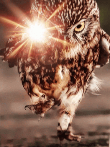 Buenas Noches Buho 373 X 498 Gif GIF