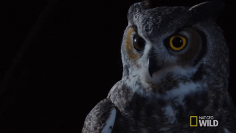 Buenas Noches Buho 480 X 270 Gif GIF