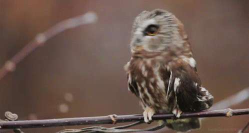 Buenas Noches Buho 498 X 266 Gif GIF