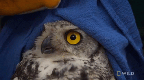 Buenas Noches Buho 498 X 278 Gif GIF