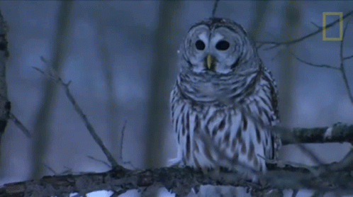 Buenas Noches Buho 498 X 278 Gif GIF