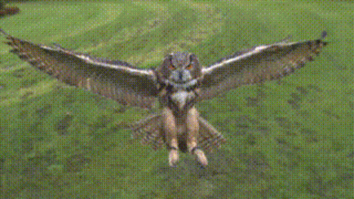 Buenas Noches Buho 498 X 280 Gif GIF