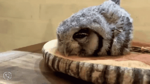 Buenas Noches Buho 498 X 281 Gif GIF