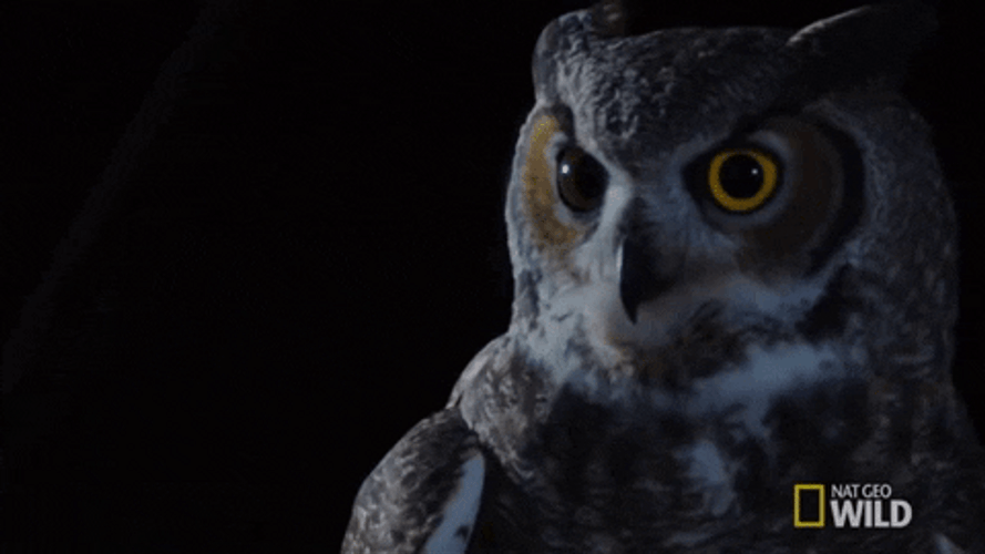 Buenas Noches Buho GIF
