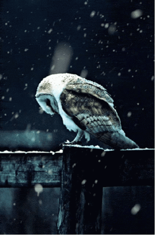 Buenas Noches Buho GIF