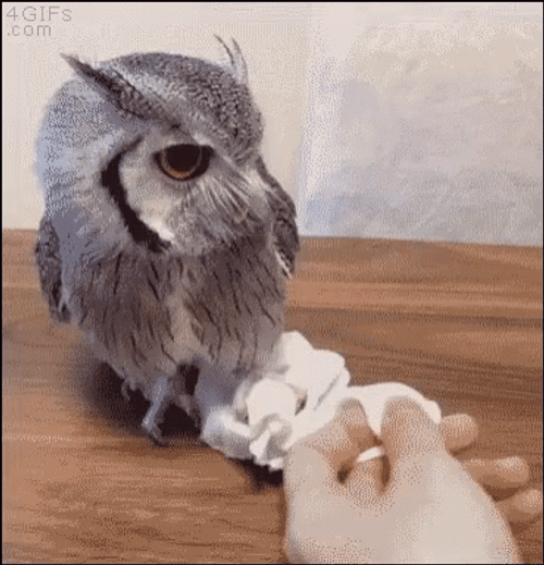 Buenas Noches Buho GIF