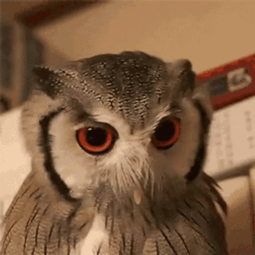 Buenas Noches Buho GIF