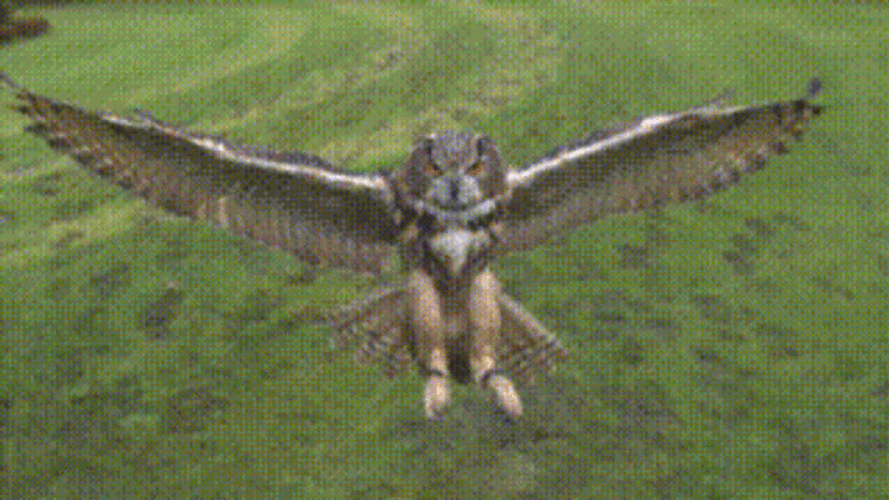 Buenas Noches Buho GIF