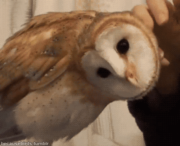 Buenas Noches Buho GIF