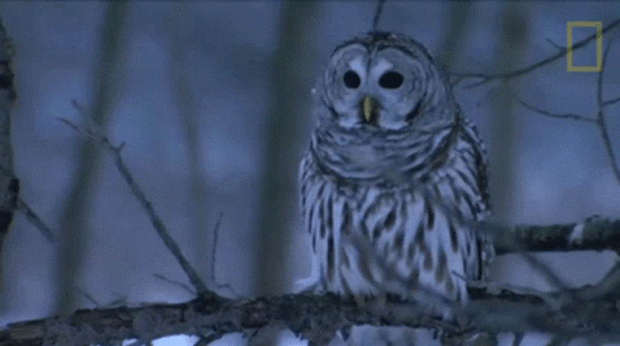 Buenas Noches Buho GIF