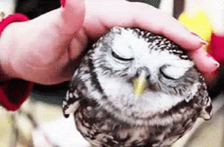 Buenas Noches Buho GIF