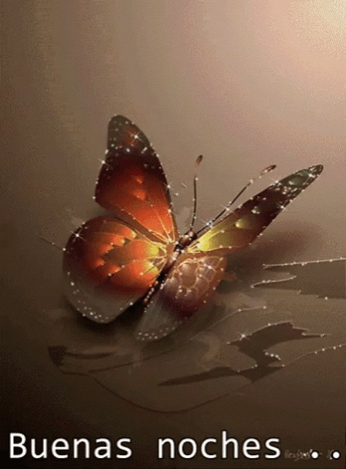  Buenas Noches Colorful Butterfly GIF