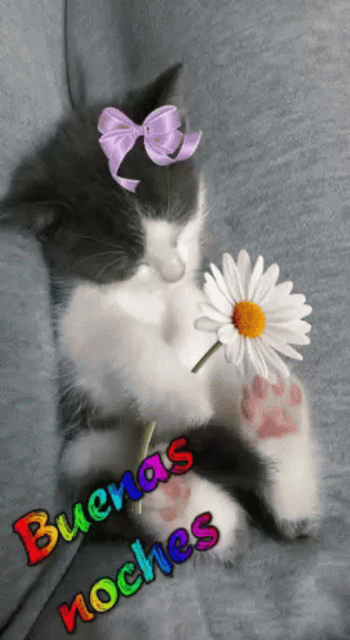  Buenas Noches Cute Cat Sleeping GIF