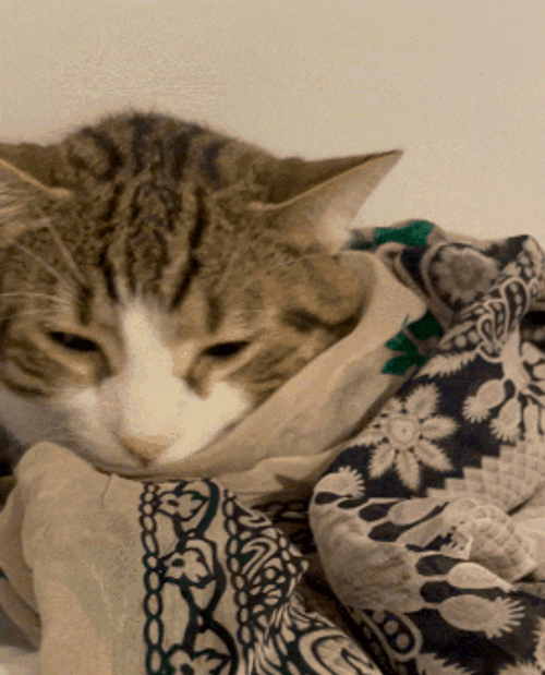 Buenas Noches Gatos GIF