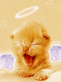 Buenas Noches Gatos 240 X 320 Gif GIF