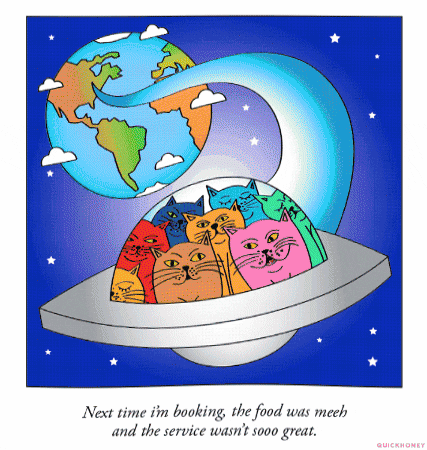 Buenas Noches Gatos 427 X 450 Gif GIF