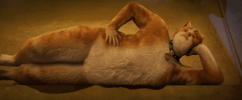 Buenas Noches Gatos 480 X 199 Gif GIF