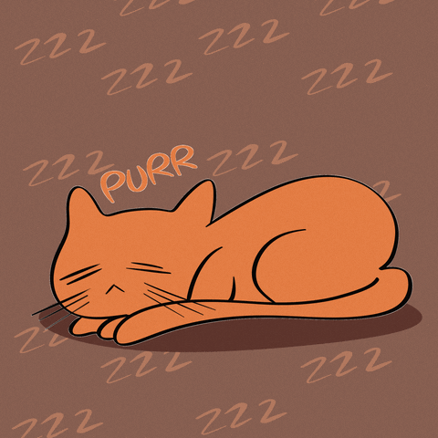 Buenas Noches Gatos 480 X 480 Gif GIF