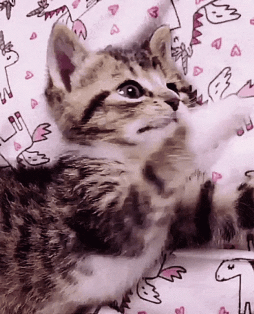 Buenas Noches Gatos GIF