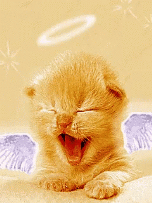 Buenas Noches Gatos GIF