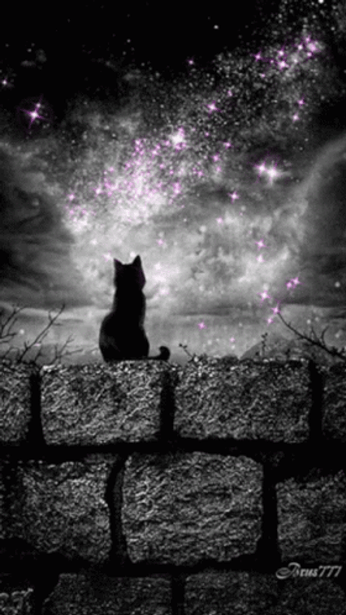 Buenas Noches Gatos GIF