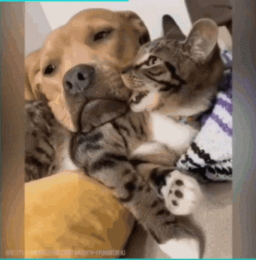 Buenas Noches Gatos GIF