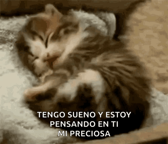 Buenas Noches Gatos GIF