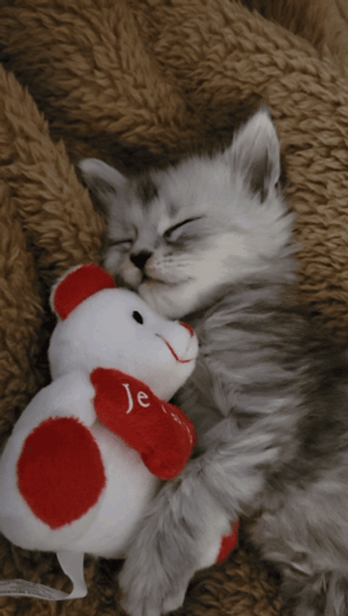 Buenas Noches Gatos GIF