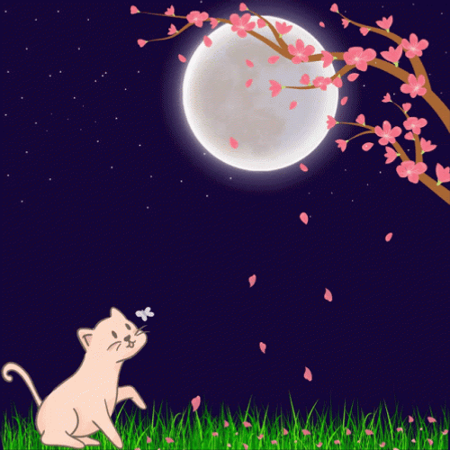 Buenas Noches Gatos GIF