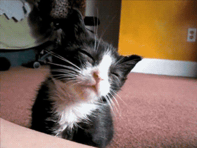 Buenas Noches Gatos GIF