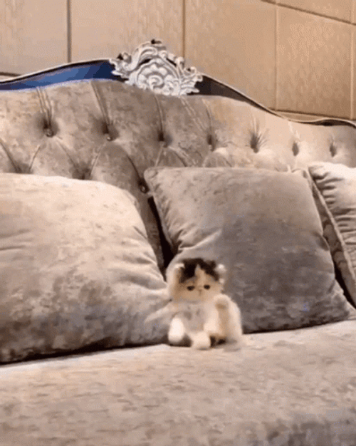 Buenas Noches Gatos GIF