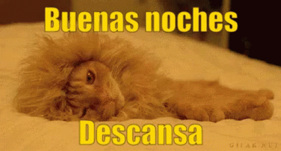 Buenas Noches Gatos GIF