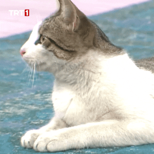 Buenas Noches Gatos GIF