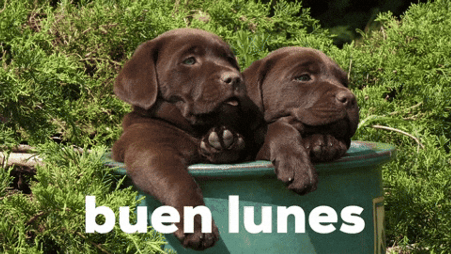 Buenas Noches Lunes GIF