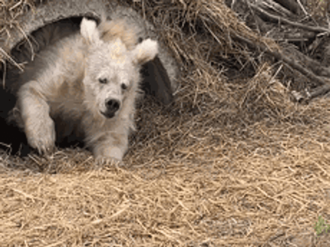 Buenas Noches Ositos GIF