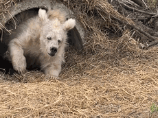 Buenas Noches Ositos 230 X 172 Gif GIF