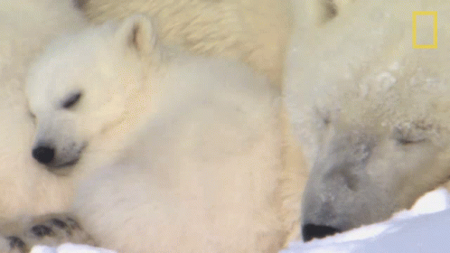 Buenas Noches Ositos 498 X 280 Gif GIF