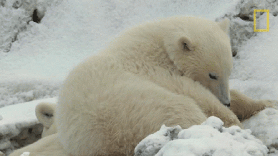 Buenas Noches Ositos GIF