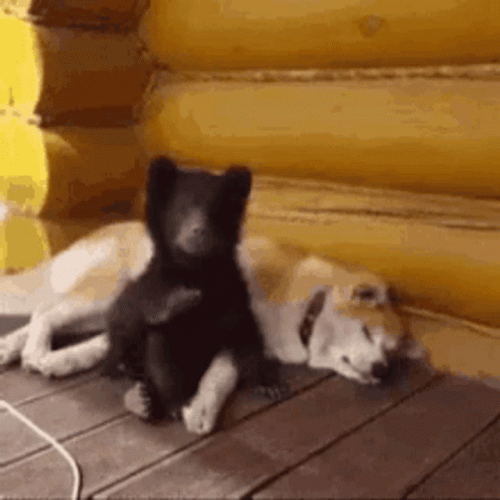 Buenas Noches Ositos GIF