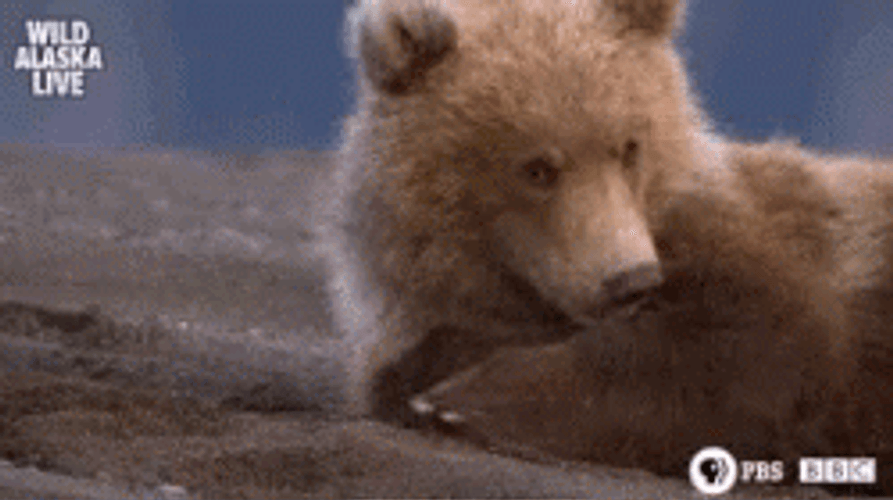 Buenas Noches Ositos GIF