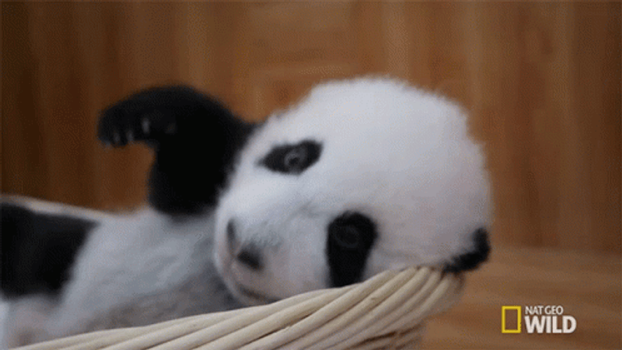 Buenas Noches Ositos GIF