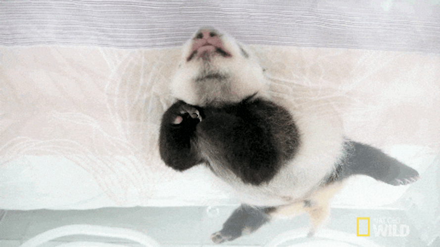 Buenas Noches Sabado GIF
