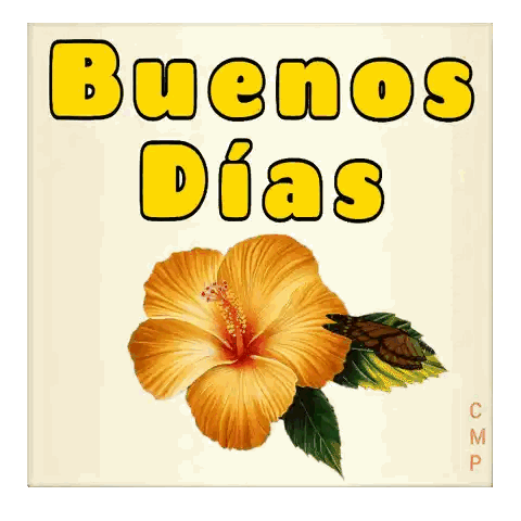 Buenos Dias Butterfly and Flower