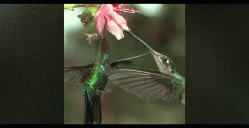 Buenos Dias Colibri GIF