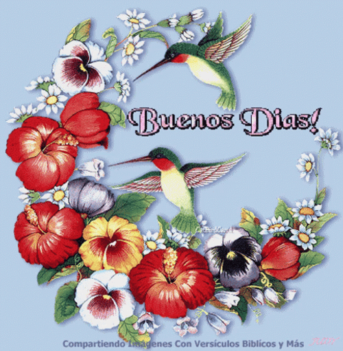 Buenos Dias Colibri GIF