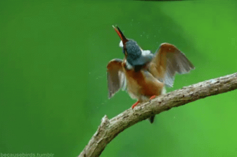 Buenos Dias Colibri GIF