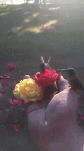 Buenos Dias Colibri 278 X 498 Gif GIF