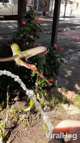 Buenos Dias Colibri 280 X 498 Gif GIF