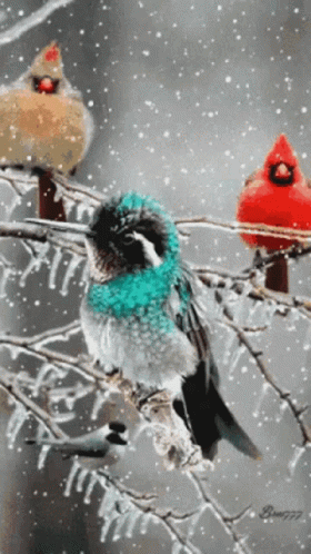 Buenos Dias Colibri 280 X 498 Gif GIF